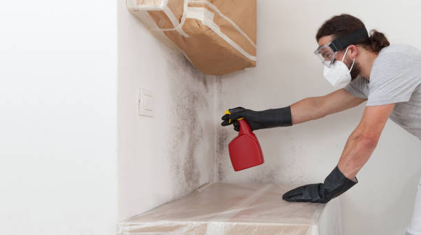 Professional Mold Removal technician working in New Germany, MN